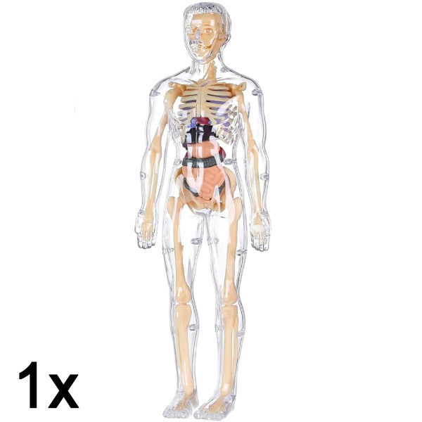1x 3D model ljudskog tijela za učenje anatomije | FLESHTOPIA