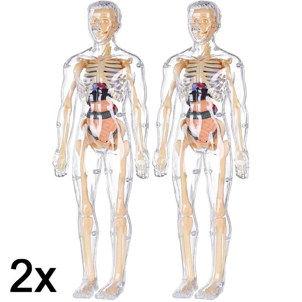 2x 3D model ljudskog tijela za učenje anatomije | FLESHTOPIA