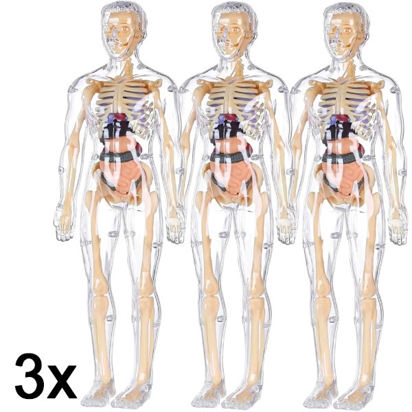 3x 3D model ljudskog tijela za učenje anatomije | FLESHTOPIA